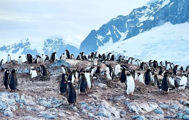Фотоальбом из путешествия: как мы ходили в Антарктиду